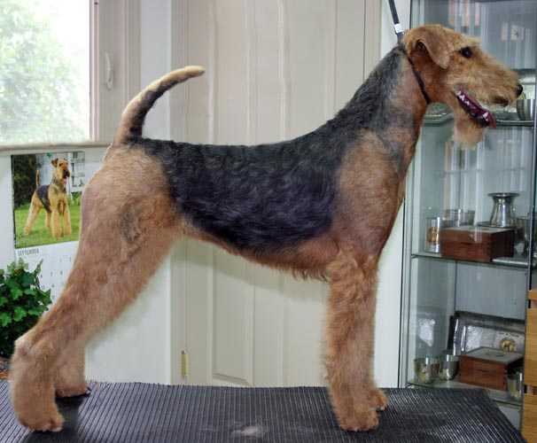 Joval Gotta Have Faith | Airedale Terrier 