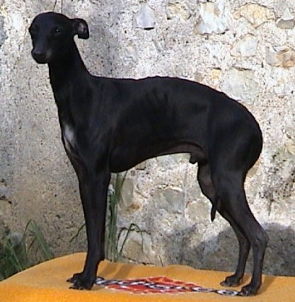 Nomen Nescio Des Trois Pyramides | Italian Greyhound 