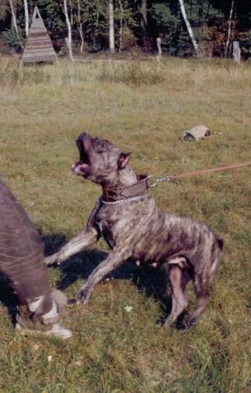 Abaja | Perro de Presa Canario 