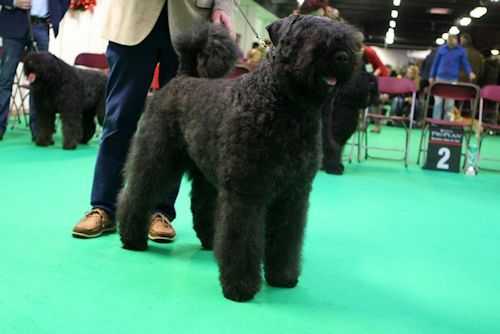 Quando Zennah vd Vanenblikhoeve | Bouvier des Flandres 