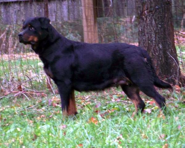 Princess Alexus Bohannon | Rottweiler 