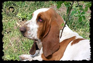 Dolly Molly | Basset Hound 