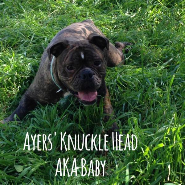 Ayers' Knuckle Head | Olde English Bulldogge 