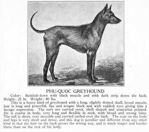 (Thai Ridgeback) | Thai Ridgeback 