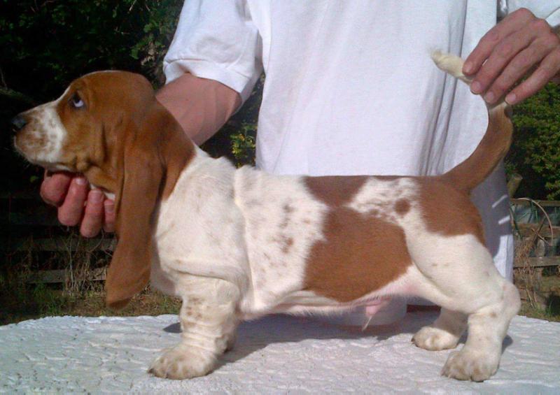 Tidalwaves O'Conner | Basset Hound 