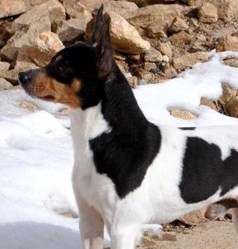 K2s Son of a Gun | Rat Terrier 