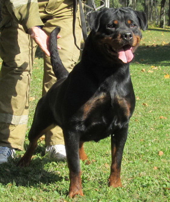 Hannah Crna Cizmica | Rottweiler 