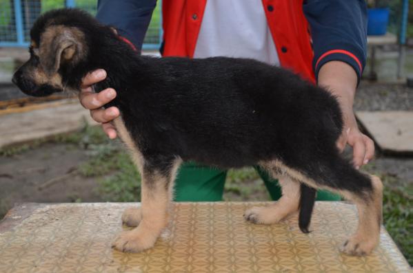 Thea vom haus Cabryden | German Shepherd Dog 