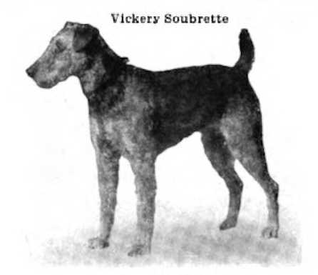 Vickery Sourbrette (c.1912) | Airedale Terrier 