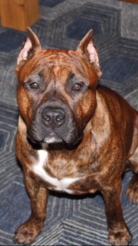 BRISKET | American Staffordshire Terrier 