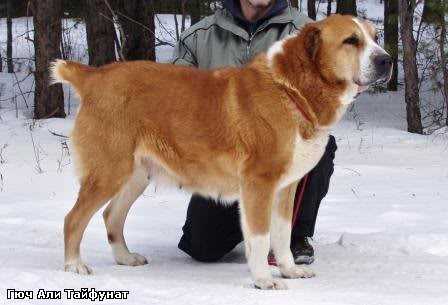 GUCH ALI TAYFUNAT | Central Asian Shepherd Dog 