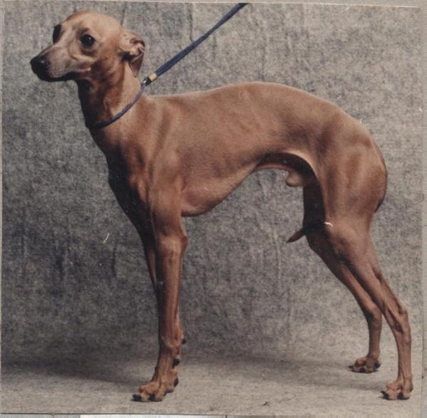 San Bianco Lordano | Italian Greyhound 