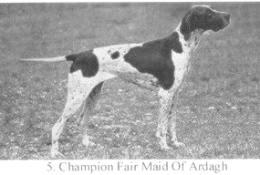 Fair Maid of Ardagh | Pointer 