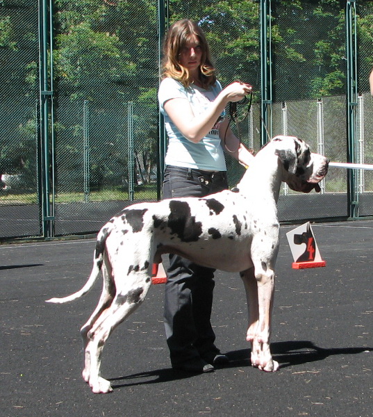 V-William Shakespeare IZ Staira | Great Dane 