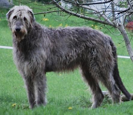 Pergentino Pimentel dei Mangialupi | Irish Wolfhound 