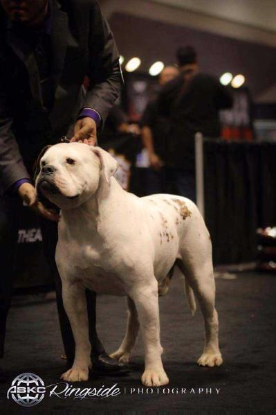 Blascos red solo cup | American Bulldog 