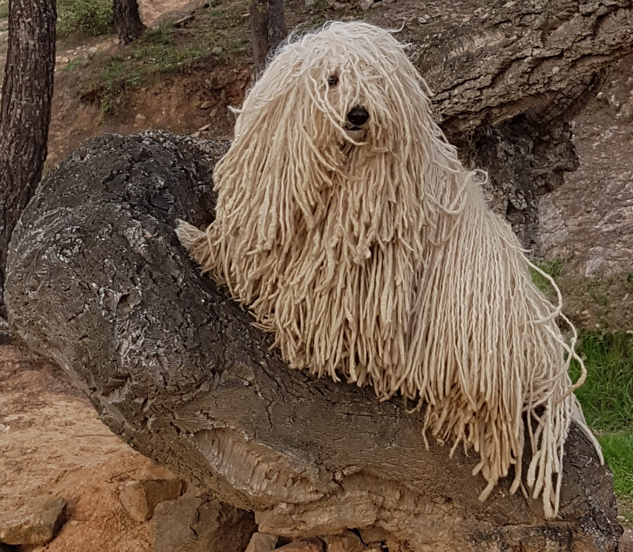 Puli