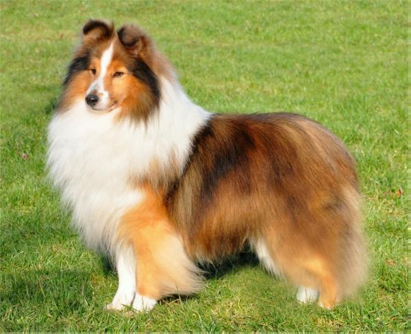 Rannerdale Ghostbuster | Shetland Sheepdog 