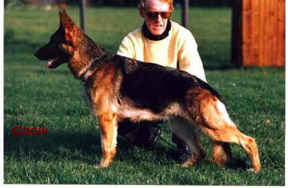 Cocki von der Kahler Heide | German Shepherd Dog 