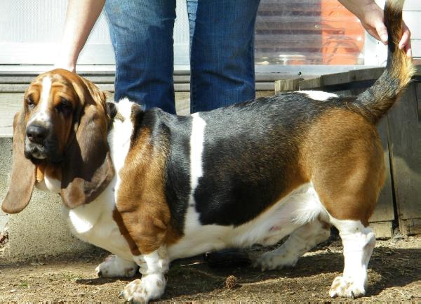 Vincent Antonelli Reynolds Jr | Basset Hound 