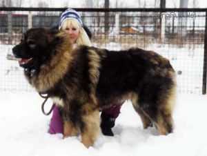 Zamarai | Caucasian Mountain Dog 