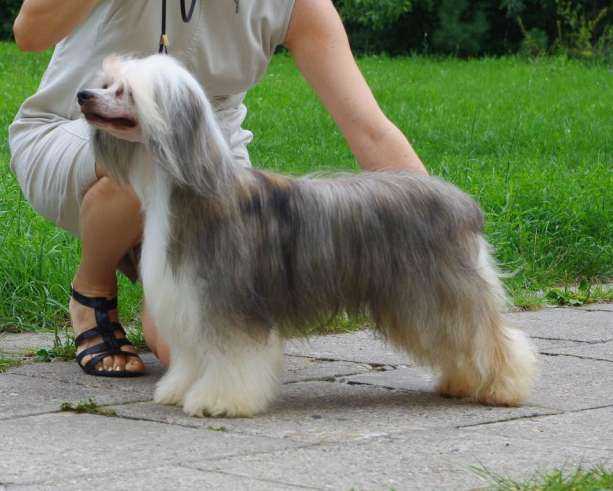 Sea Fire's Gandalf | Chinese Crested 