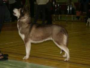 AVARIYA S GOLUBOY ZVEZDY | Siberian Husky 