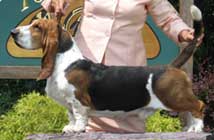 Topsfield-Sanchu King of Queens | Basset Hound 