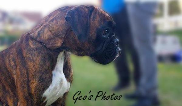 Cleopatra del Tridente | Boxer 