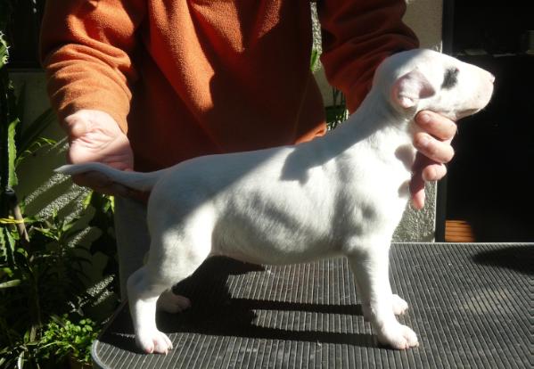 Nimloth de Ainulindale | Bull Terrier 