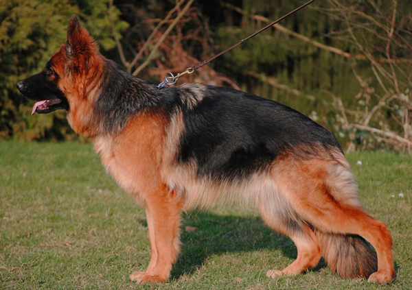 Yuma vom Grafenbrunn | German Shepherd Dog 