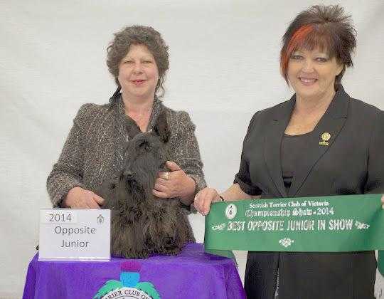 Majesco Connor Mac | Scottish Terrier 