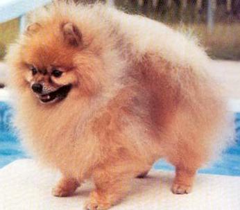 Weeheart The Stuff Of Dreams | Pomeranian 