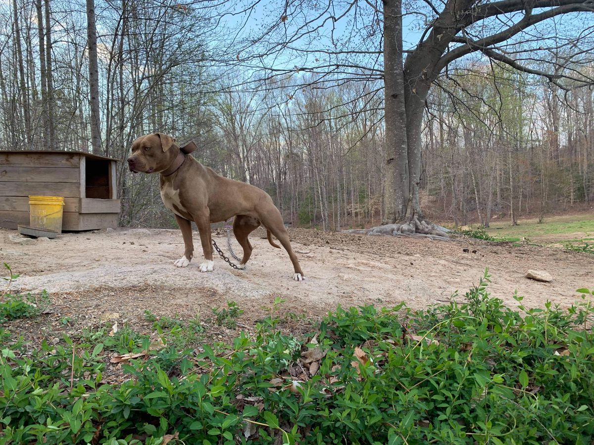 Southpaw Kennel’s Danger | American Bulldog 