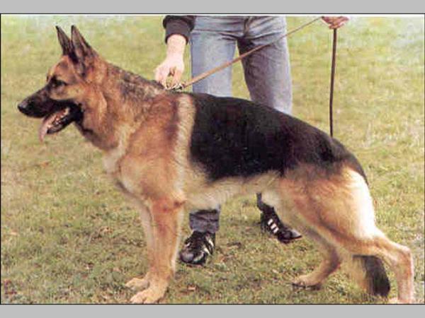 Jasso von den Zwillingen | German Shepherd Dog 