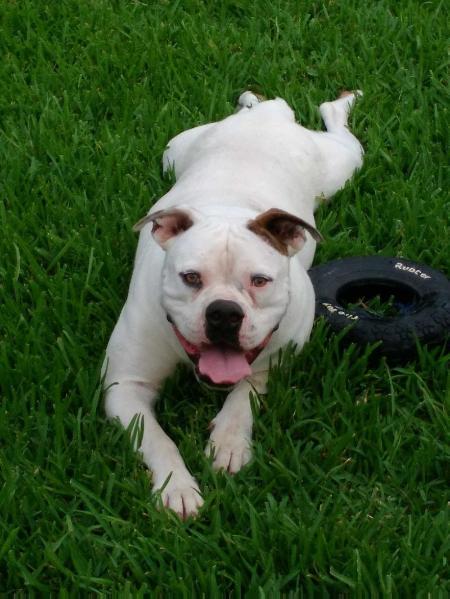 KIGHT'S HARD HITTING ROSE | American Bulldog 