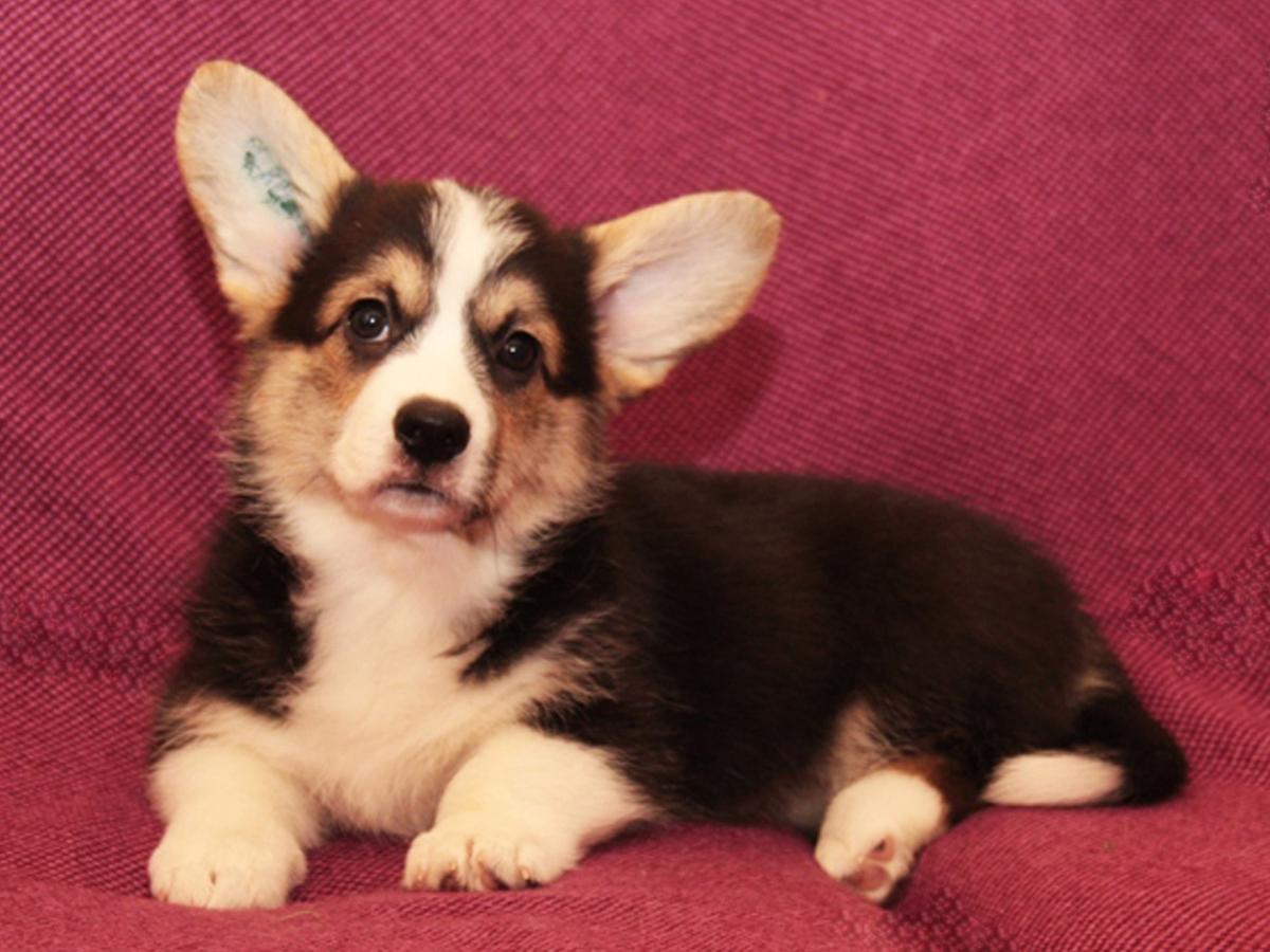 Corona Florea Ipomoea | Pembroke Welsh Corgi 