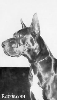 Assan von der Fohlenwiese | Great Dane 