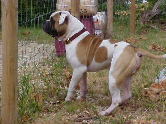 Brave Heart's Go Bullistic PH.36.32 | Olde English Bulldogge 