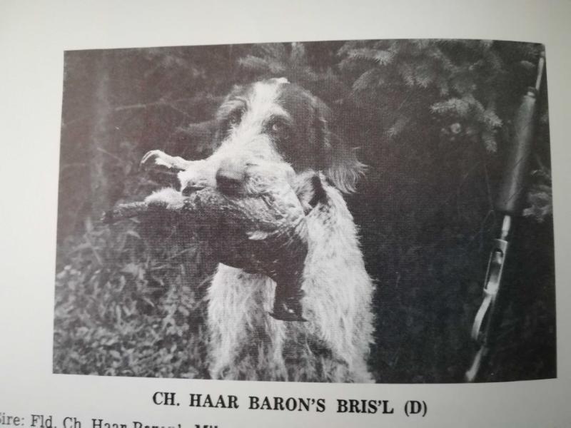 HAAR BARON'S BRIS'L | German Wirehaired Pointer 