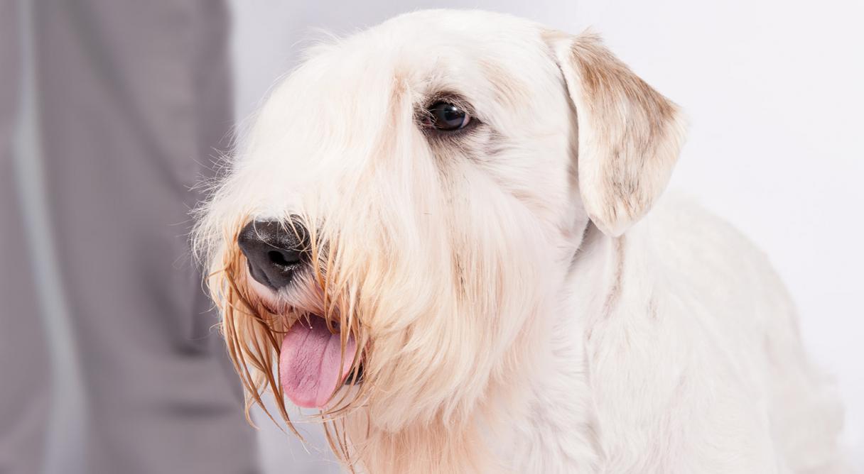 Sealyham Terrier