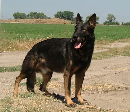 Tell vom Sulzbachtal | German Shepherd Dog 
