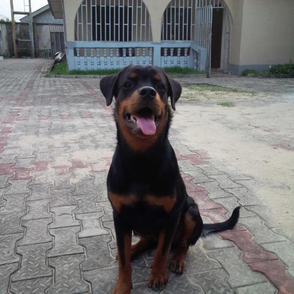 Brockz of Shepherfield Kennels | Rottweiler 