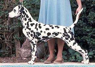 Zagreb Champagne | Dalmatian 