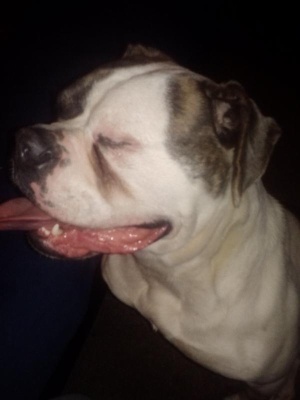 Hartsfields Sugar Doll 32 | American Bulldog 