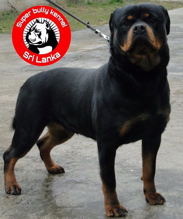 Opra crna cizmica | Rottweiler 