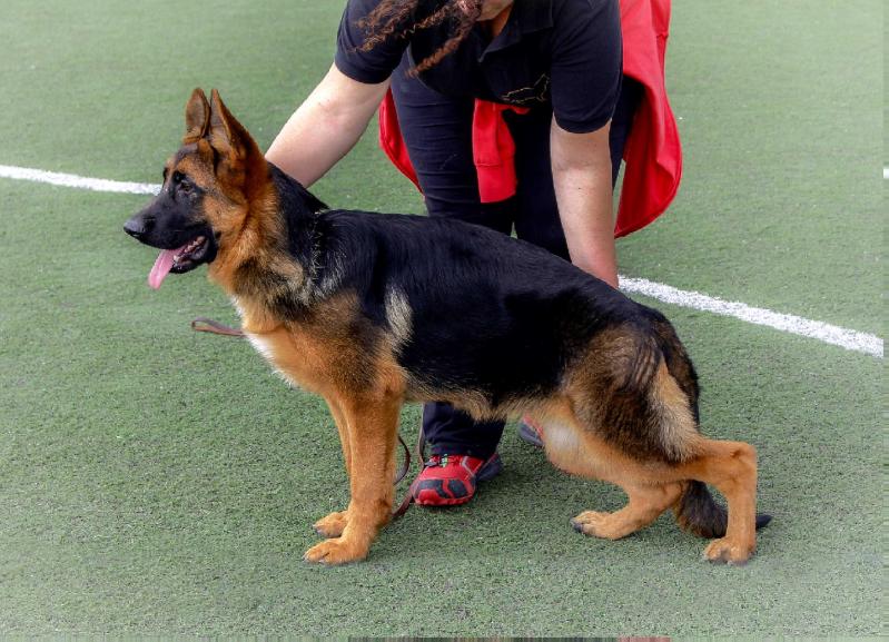 WILONA DE GOLD SHARK | German Shepherd Dog 