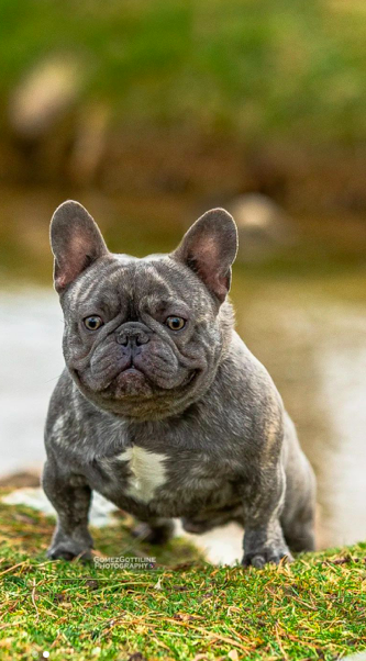 Game On Serpeant | French Bulldog 