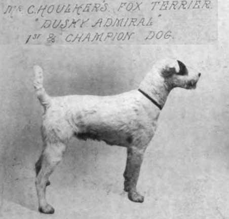 Dusky Admiral | Wire Fox Terrier 