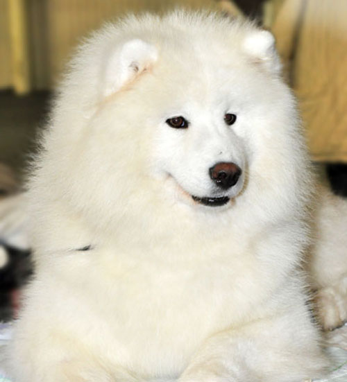 Belyi Volk LUXURY FOR SONATA ARCTICA | Samoyed 